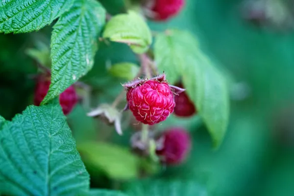 Closeup of a ripe raspberry surrounded by leaves, green bokeh background