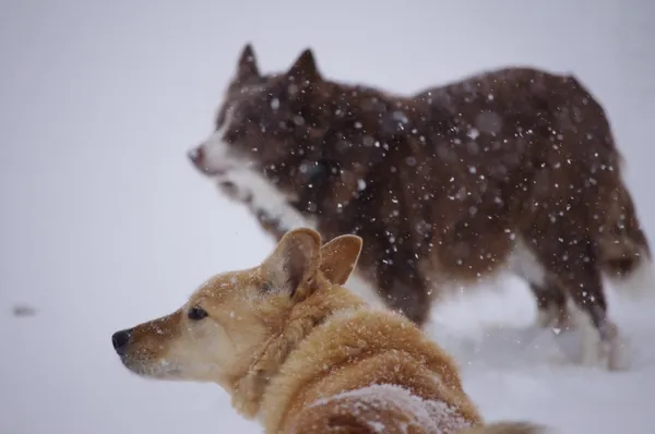 Two old dogs standing quietly in a snowstorm.